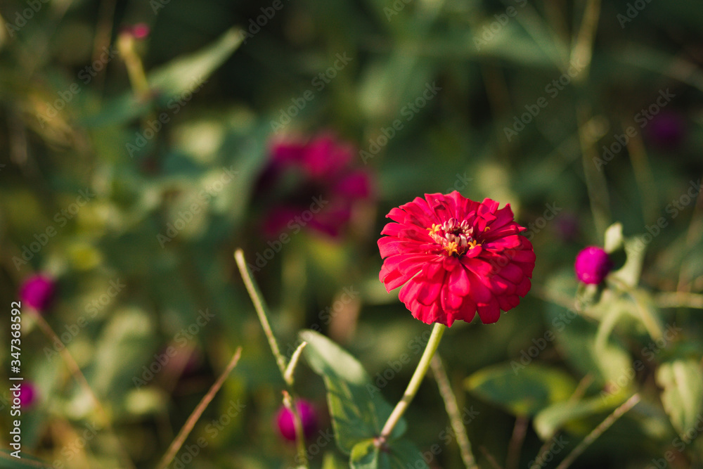 Defocused and blurred image for background. Pink zinnia elegans flowers. Common Zinnia (Zinnia elegans) bloom in garden. copy space. vintage style.