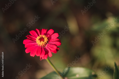 Defocused and blurred image for background. Pink zinnia elegans flowers. Common Zinnia  Zinnia elegans  bloom in garden. copy space. vintage style.