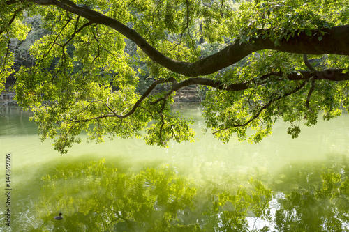Fototapeta Naklejka Na Ścianę i Meble -  湖面に映る木々の葉