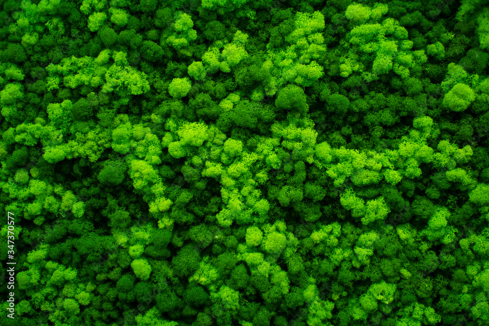 Moss wall, green wall decoration made of natural moss.