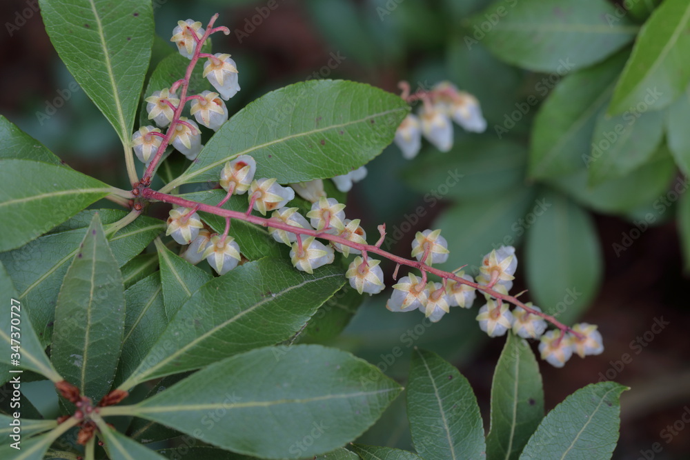 Pieris Temple Bells flowers blooming Pieris Temple Bells flowers blooming