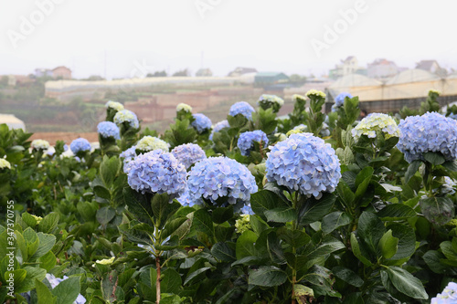 Beautiful Hydrangea Flower Garden in Dalat