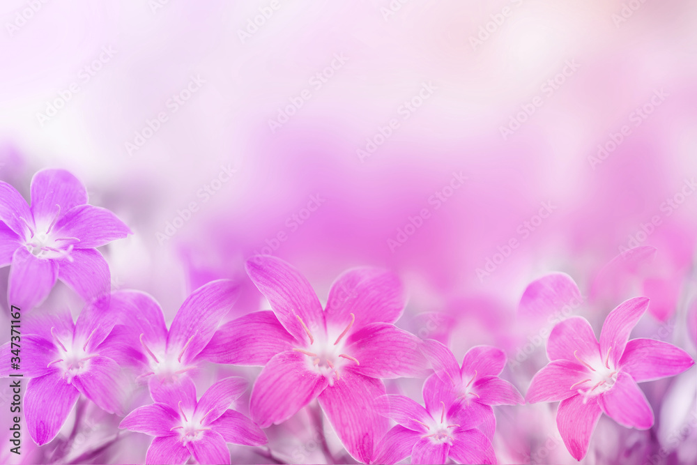 beautiful pink and purple rain lily flower on soft romance background beautiful pink and purple rain lily flower on soft romance background