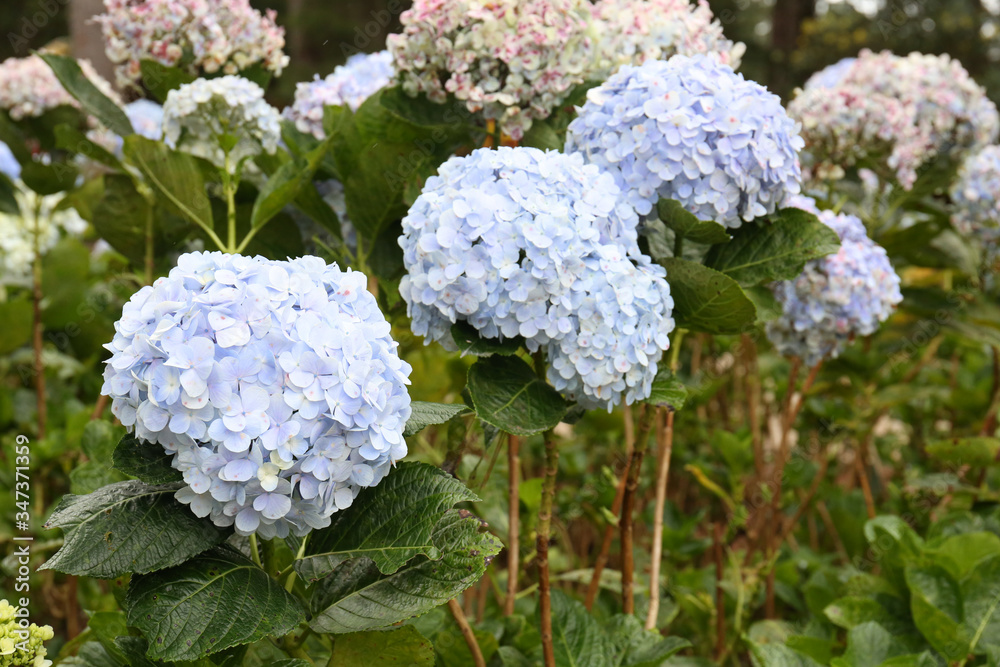 Beautiful Hydrangea Flower Garden in Dalat Beautiful Hydrangea Flower Garden in Dalat