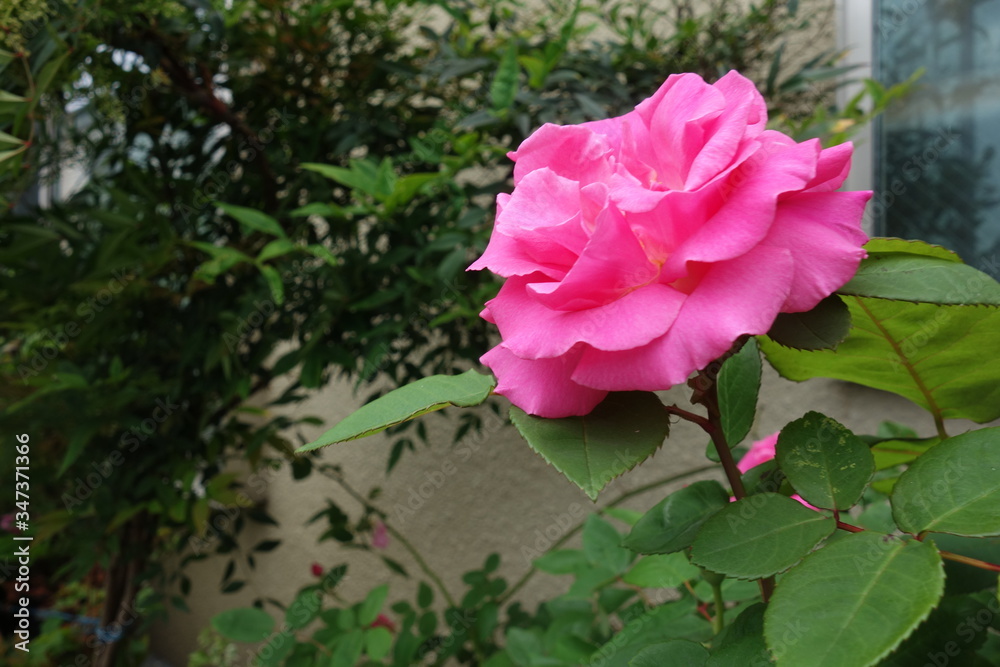 初夏に咲いたピンクの薔薇の花