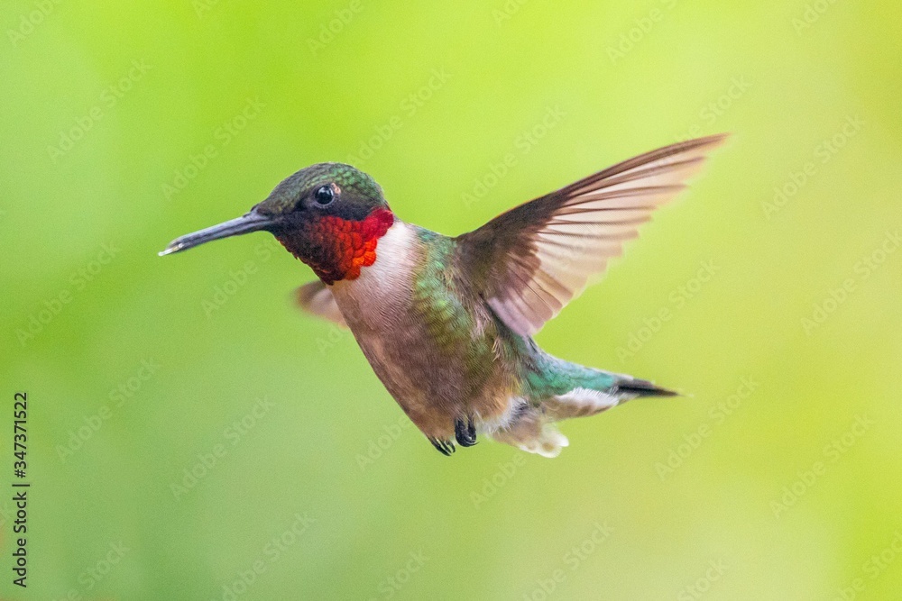 Fototapeta premium Hummingbird in flight