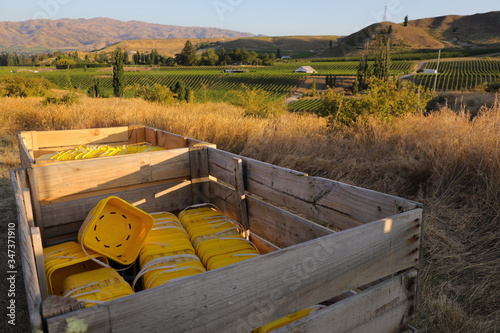 Yellow buckets ready for cherry pickers in New Zealand, orchard work, cherry picking environment