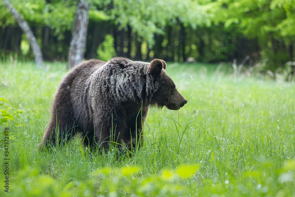 Dangerous young brown bear , ursus arctos , walks on mountain meadow. Wildlife scenery in Slovakia Dangerous young brown bear , ursus arctos , walks on mountain meadow. Wildlife scenery in Slovakia