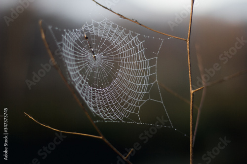 Spider web full of dew drops