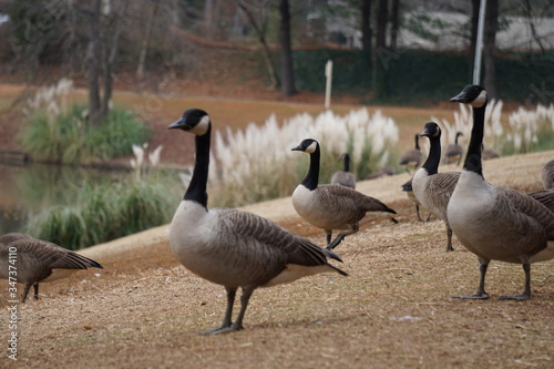 Geese in park