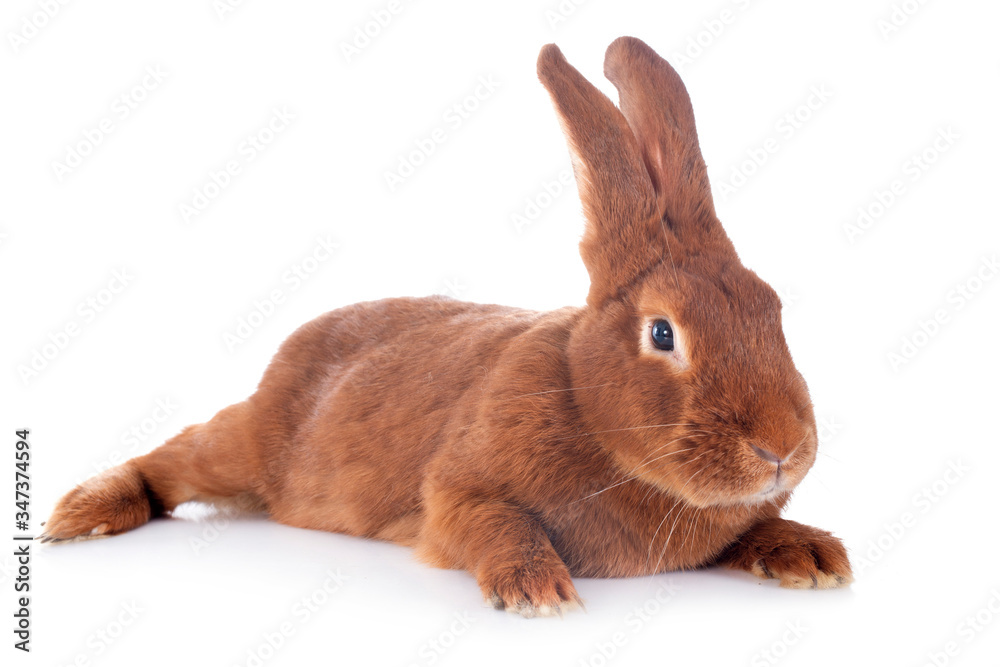 Obraz premium Fauve de Bourgogne rabbit