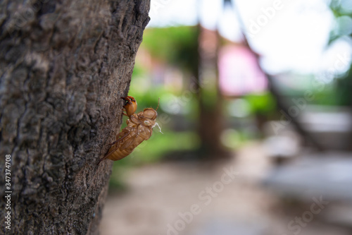 Cicada stains on the Pradu tree