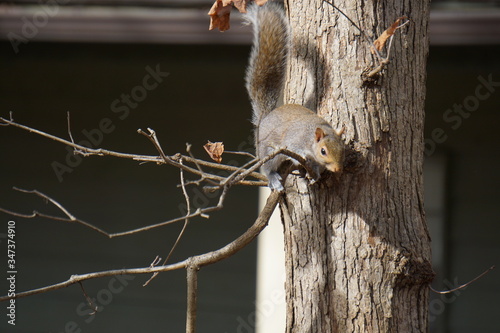 Squirrels  photo