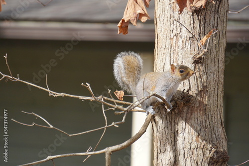 Squirrels  © Rohit