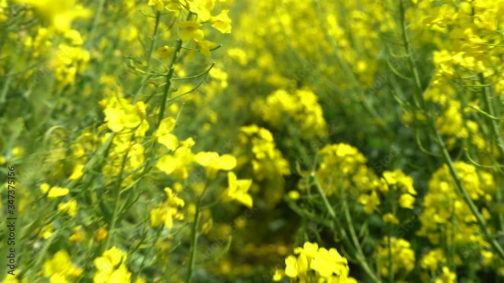 Field of beautiful springtime golden flower of rapeseed closeup on blurred background, canola, colza. Field of beautiful springtime golden flower of rapeseed closeup on blurred background, canola, colza.