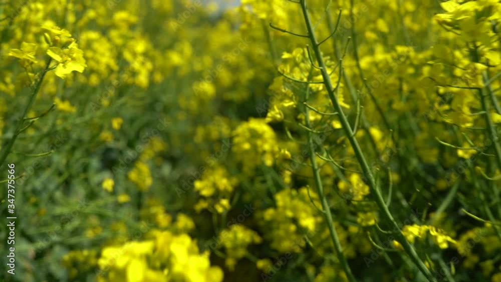 Field of beautiful springtime golden flower of rapeseed closeup on blurred background, canola, colza. Field of beautiful springtime golden flower of rapeseed closeup on blurred background, canola, colza.
