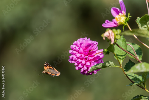 A butterfly flying away from flower after 