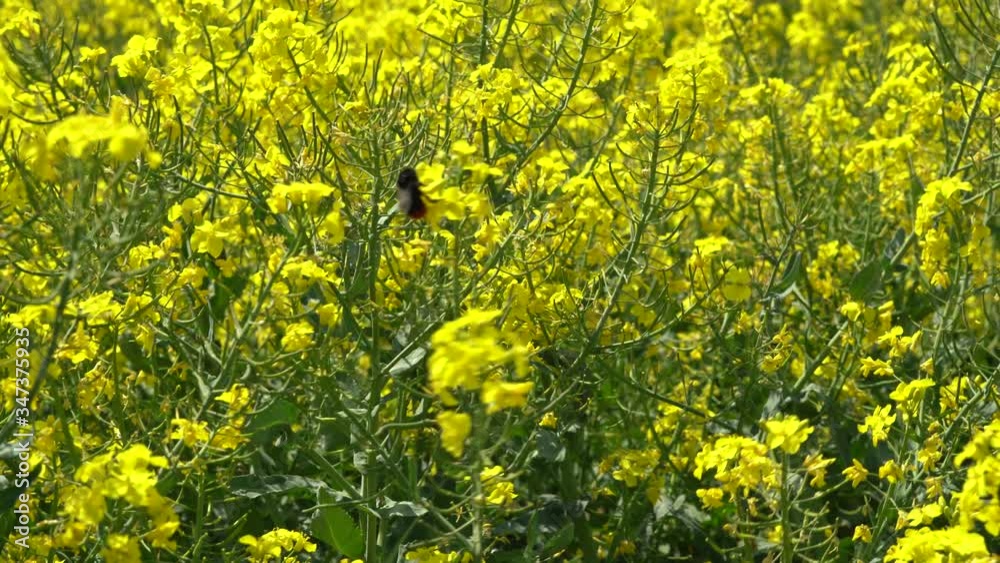 Bumblebee busy in rape seed flower in spring field