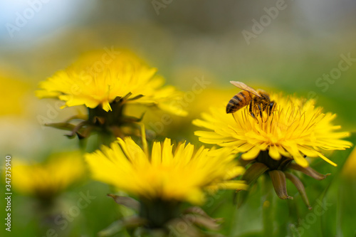Fototapeta Naklejka Na Ścianę i Meble -  Honey Bee Springtime Scene pollinating Yellow Dandelion Flowers on Summer Flower Field in Swedish Landscape.