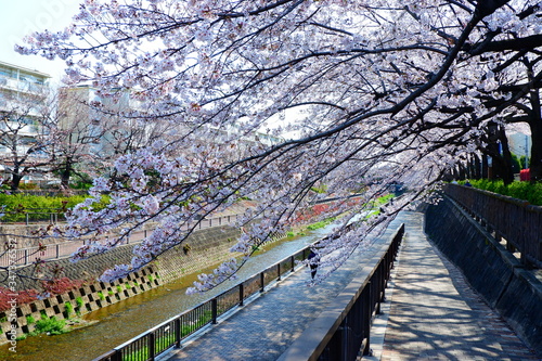 日本の春はいつも桜が咲いている