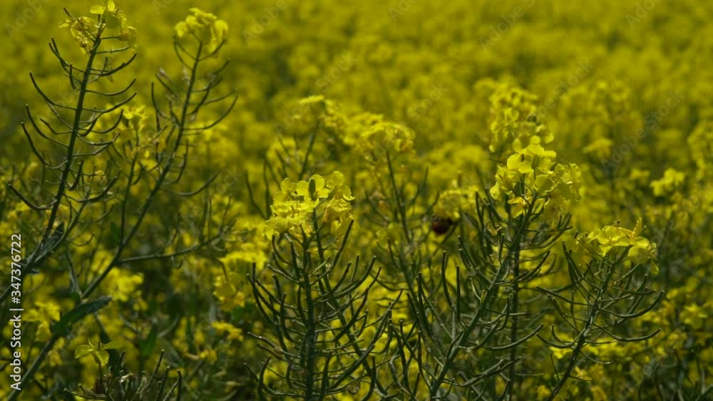Slow motion of bumblebee busy in rape seed flower in spring field Slow motion of bumblebee busy in rape seed flower in spring field