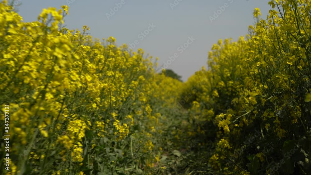 Field of beautiful springtime golden flower of rapeseed closeup on blurred background, canola, colza. Field of beautiful springtime golden flower of rapeseed closeup on blurred background, canola, colza.