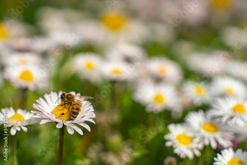 Honey Bee Springtime Scene pollinating White and Yellow English Daisy Flowers on Summer Flower Field in Swedish Landscape. 