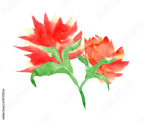 Beautiful ornamental watercolor flower with lush red buds isolated on a white background.