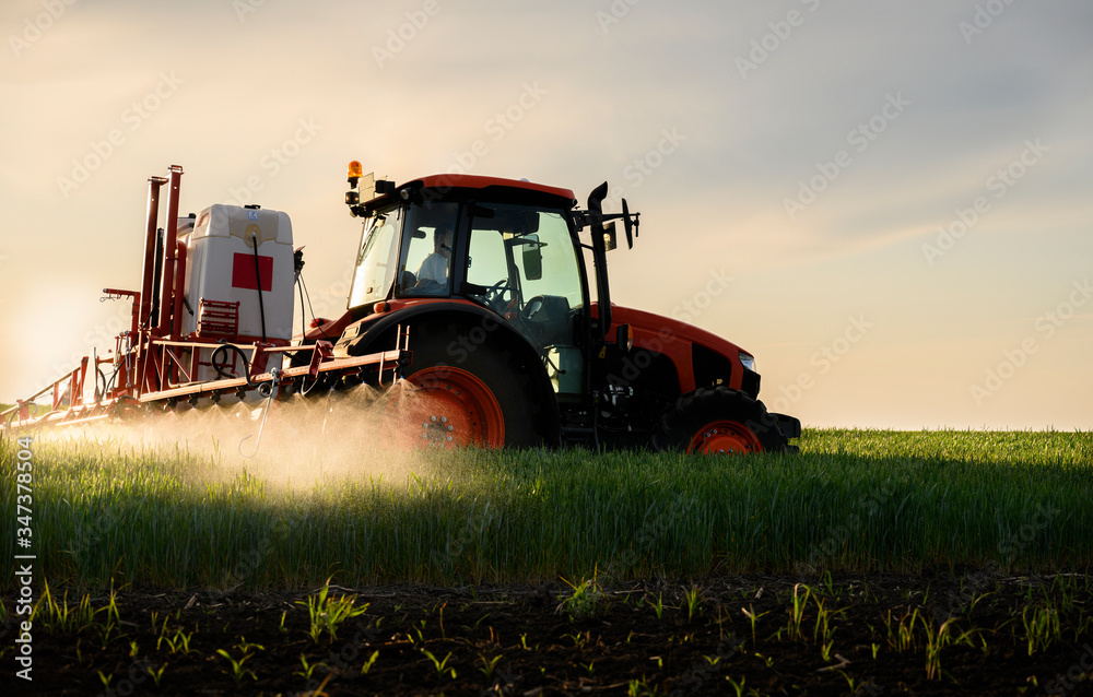 Tractor spraying pesticides wheat field. Tractor spraying pesticides wheat field.