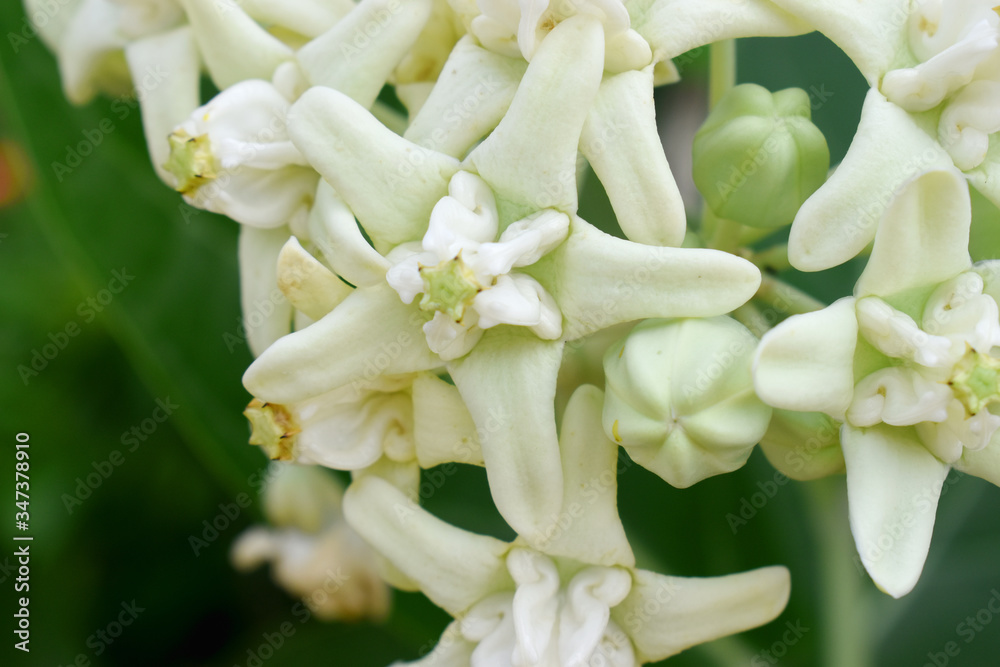 White Crown flowers and nature blurred background White Crown flowers and nature blurred background