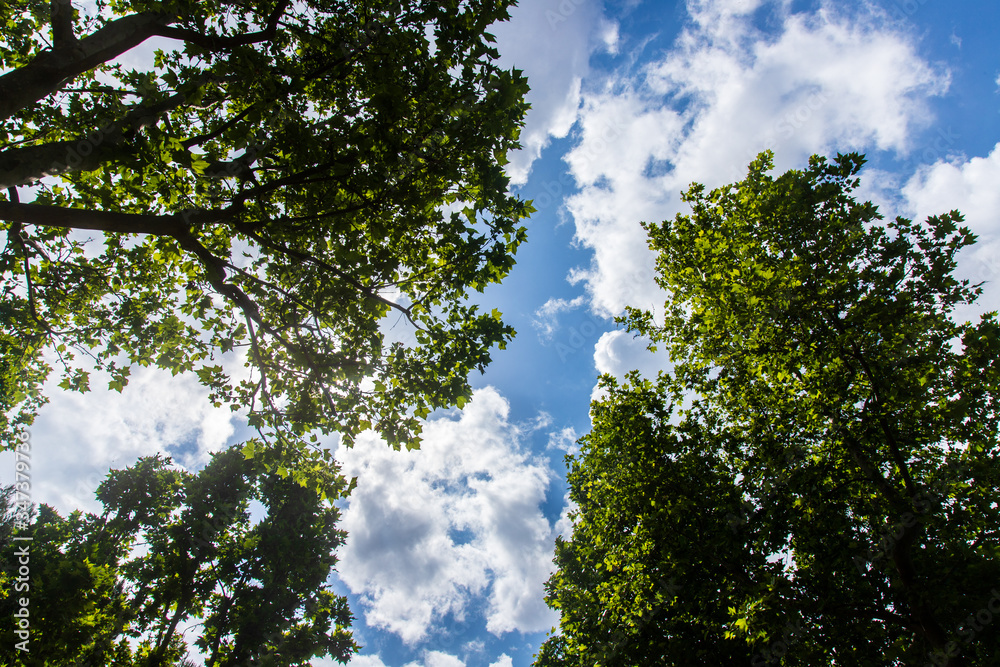 A morning at the park in the city of Bari, in the south of Italy. A view from the bottom up of the green leaves of trees on the background of the cloudy sky. A morning at the park in the city of Bari, in the south of Italy. A view from the bottom up of the green leaves of trees on the background of the cloudy sky.