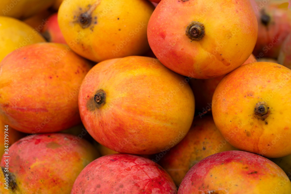 Mangos, juicy stone fruits (drupe), produced from flowering plant genus Mangifera, are on display for sale. Favourite food of Bengalis, being sold at New Market area, Kolkata, West Bengal, India. Mangos, juicy stone fruits (drupe), produced from flowering plant genus Mangifera, are on display for sale. Favourite food of Bengalis, being sold at New Market area, Kolkata, West Bengal, India.