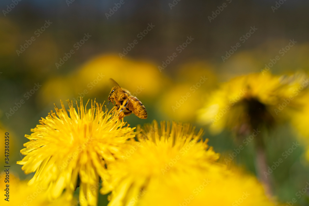 Honey Bee Springtime Scene pollinating Yellow Dandelion Flowers on Summer Flower Field in Swedish Landscape. Honey Bee Springtime Scene pollinating Yellow Dandelion Flowers on Summer Flower Field in Swedish Landscape.