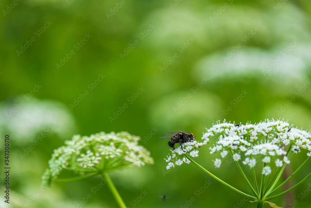 Fly sitting on a blooming flower Fly sitting on a blooming flower