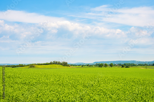 Cultivated landscape view in summer
