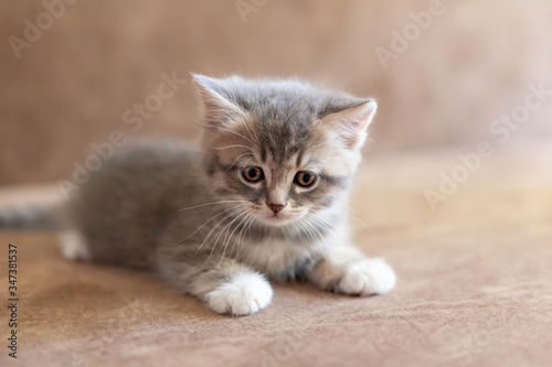 gray kitten with white paws lies on his stomach