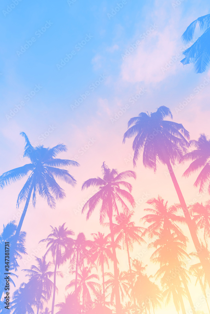 Naklejka premium Copy space of tropical palm tree with sun light on sky background.