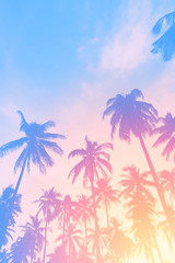 Copy space of tropical palm tree with sun light on sky background.