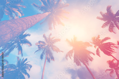 Copy space of tropical palm tree with sun light on sky background.