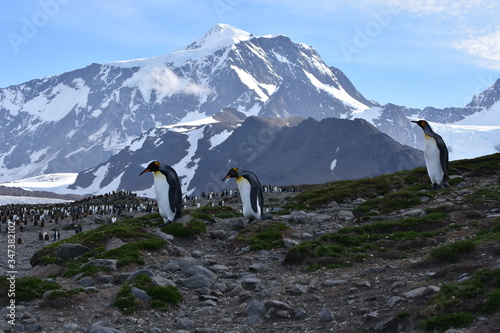 King penguin and snowy mountains