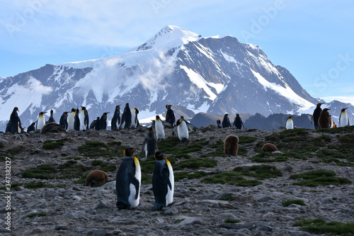 King penguin and snowy mountains