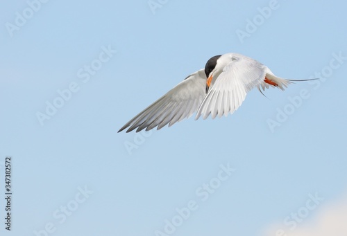 Fototapeta Naklejka Na Ścianę i Meble -  Tern in flight