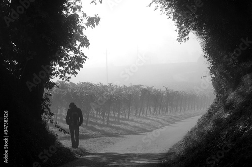 Rear View Of Man Walking At Vineyard During Foggy Weather