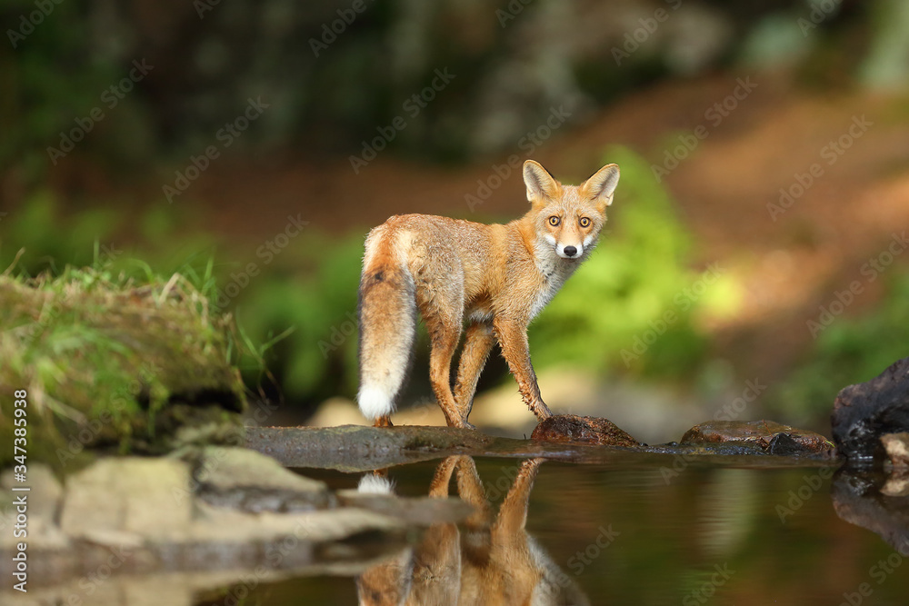 Young red fox (Vulpes vulpes) sneaks near water after prey in forest. A fox stands on top of a small waterfall in a dense forest.