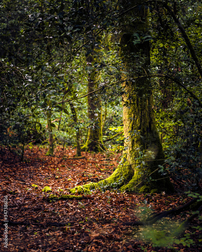 beautiful tree in the middle of the forest