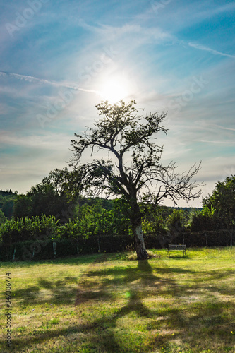 tree and bench in a field in the hot sun