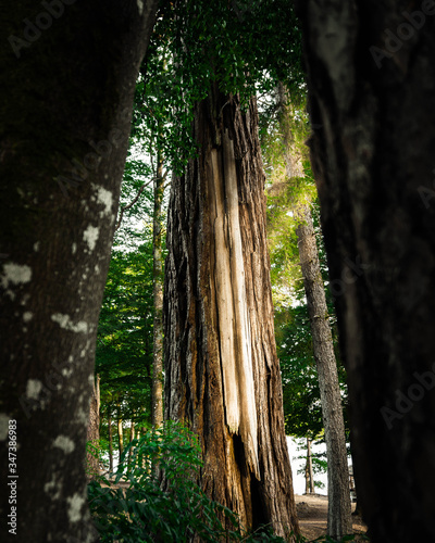 tree in the woods