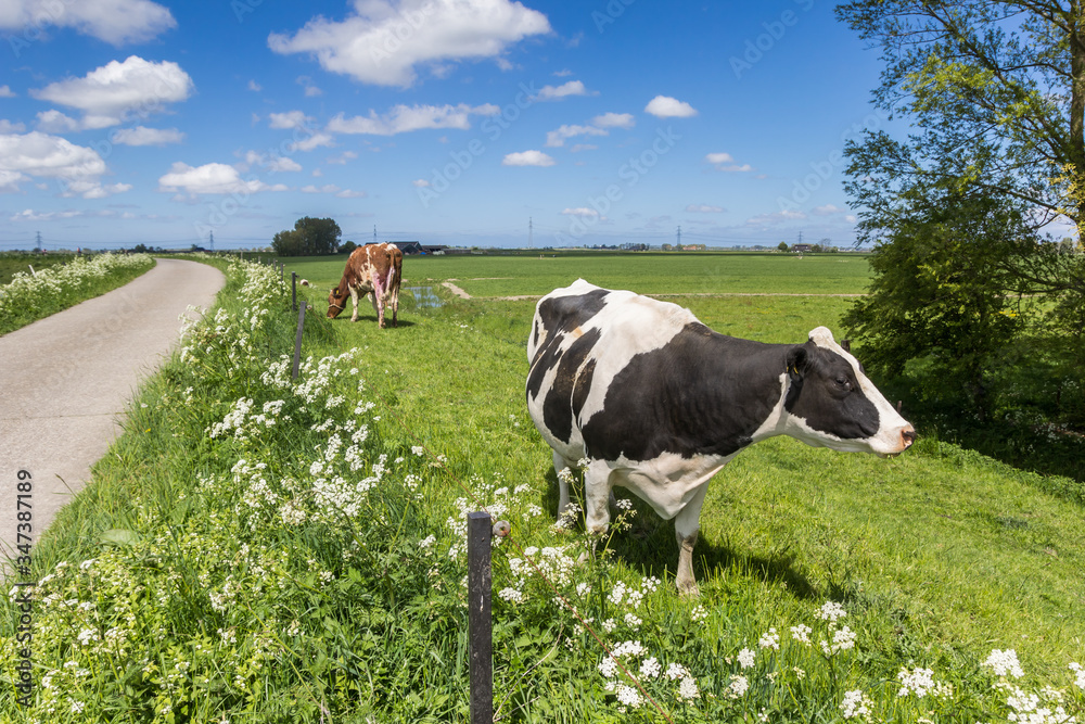 Black and white Holstein cow on the dike near Groningen, Netherlands