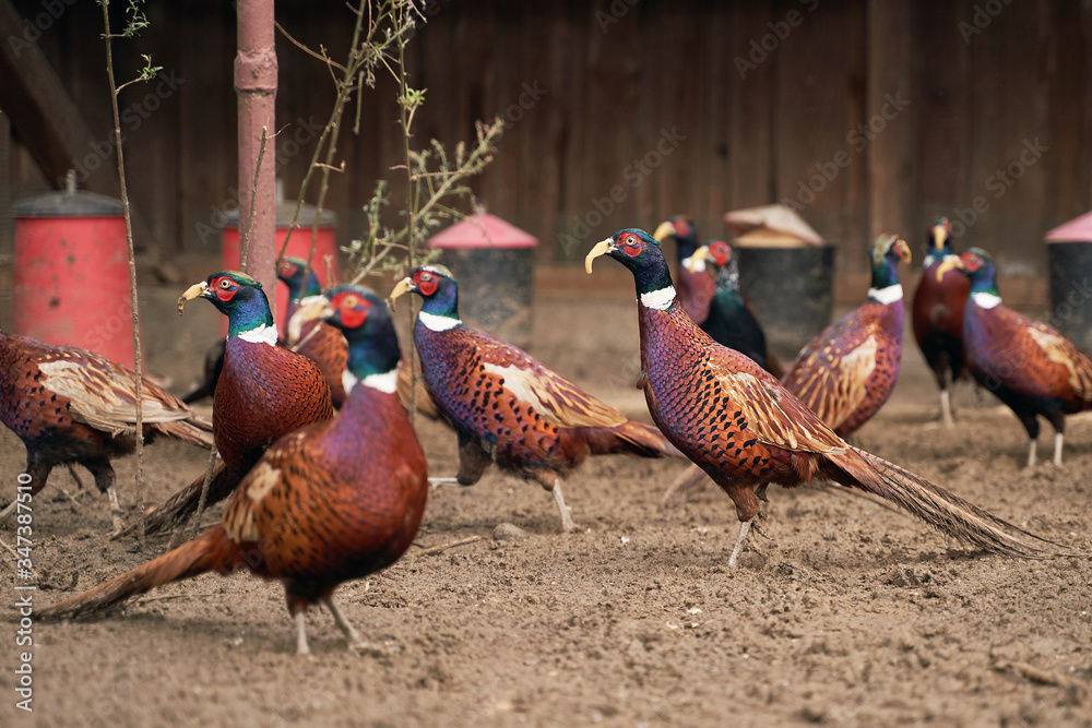 Fototapeta premium Many male common pheasants on the bird breeding farm. All birds are wearing plastic beak attachments to prevent feather pecking and fights.