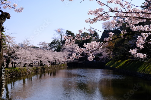 桜の川
